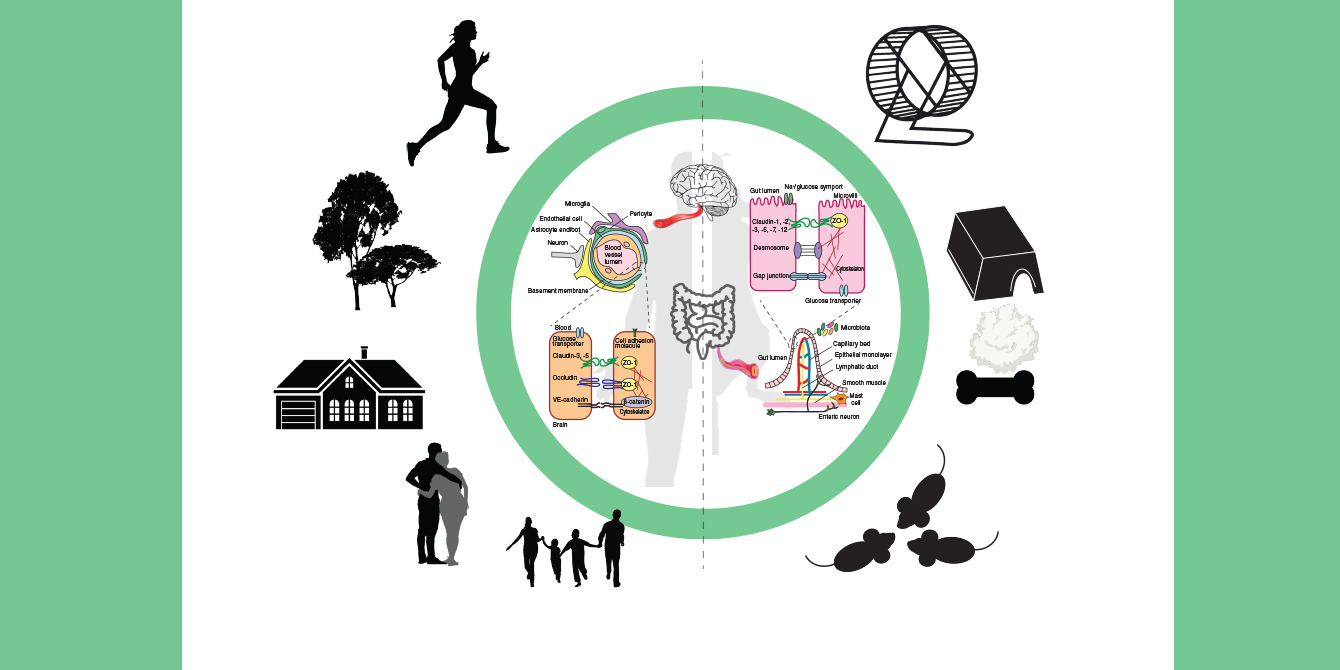 Illustration showing how biological barriers are key interfaces between environment and the body.