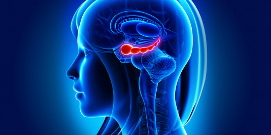 Illustration showing silhouette of a female, with the hippocampus region of the brain highlighted.
